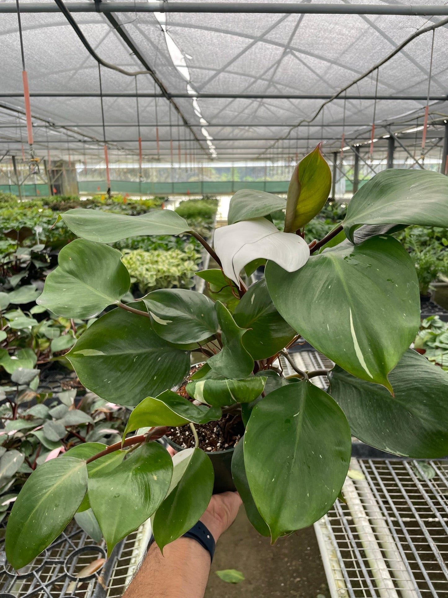 Philodendron White Knight