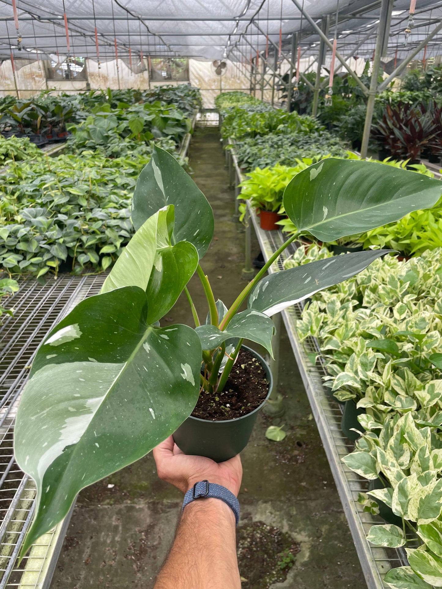 Philodendron White Princess