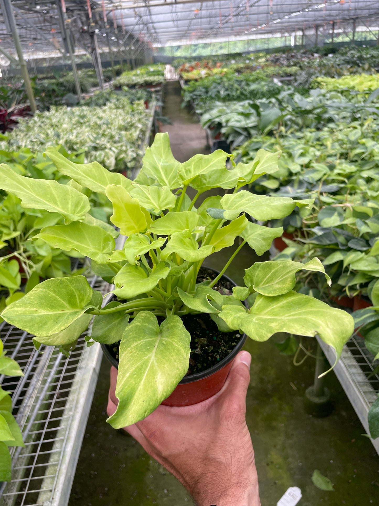 Philodendron Xanadu Variegated