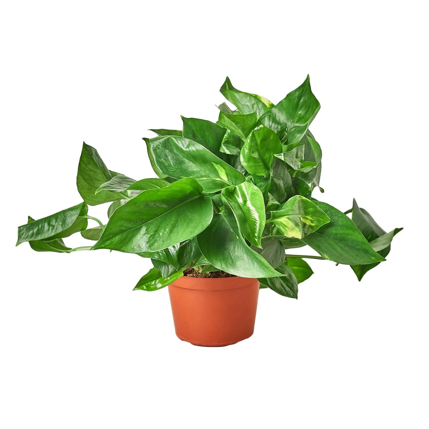 Golden Pothos