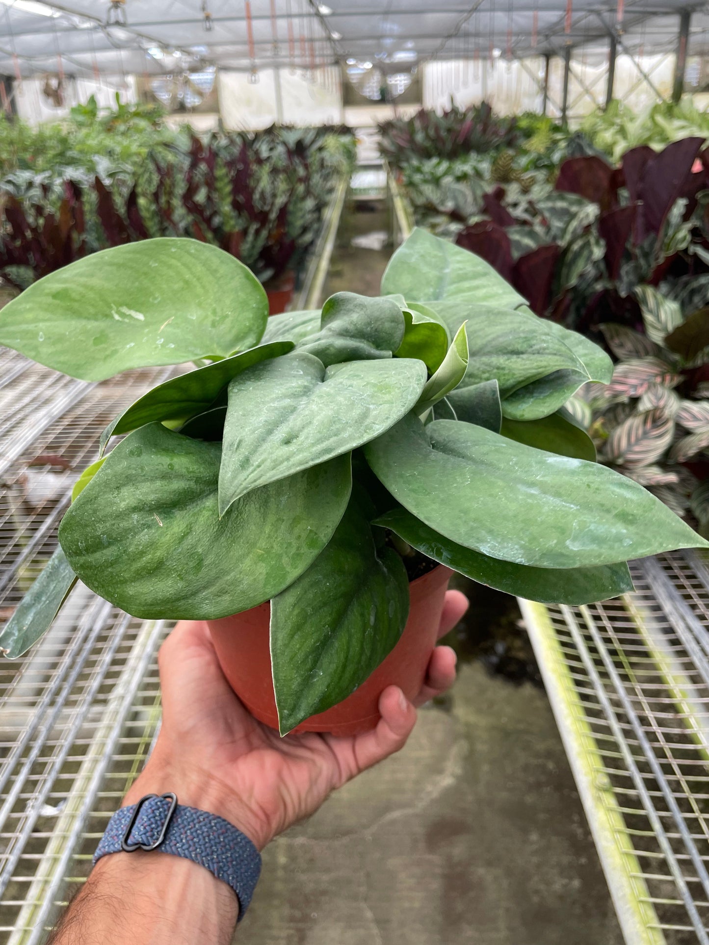 Jade Satin Pothos