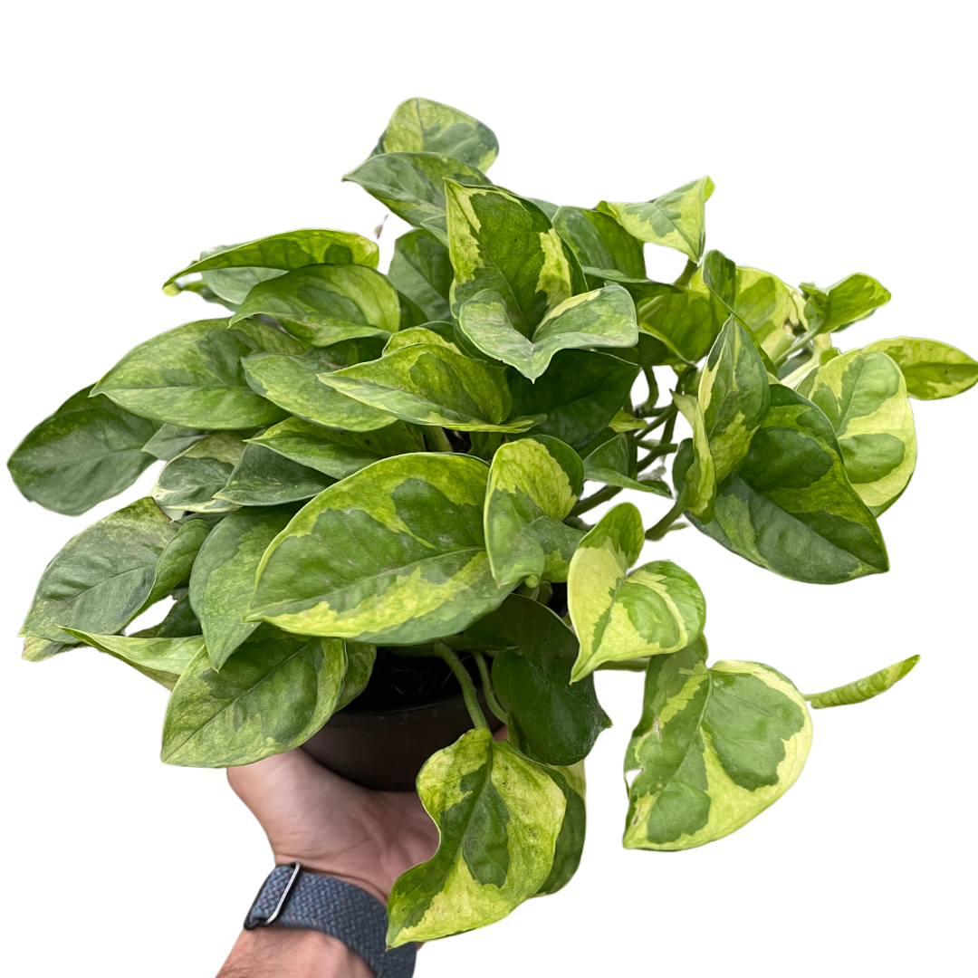 Lemon Meringue Pothos