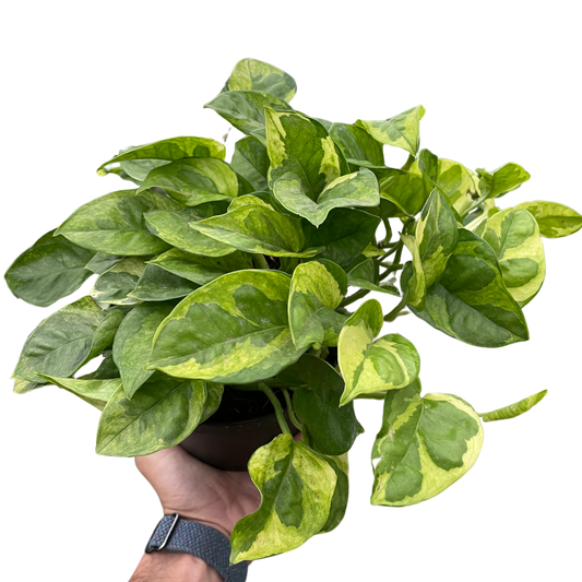 Lemon Meringue Pothos