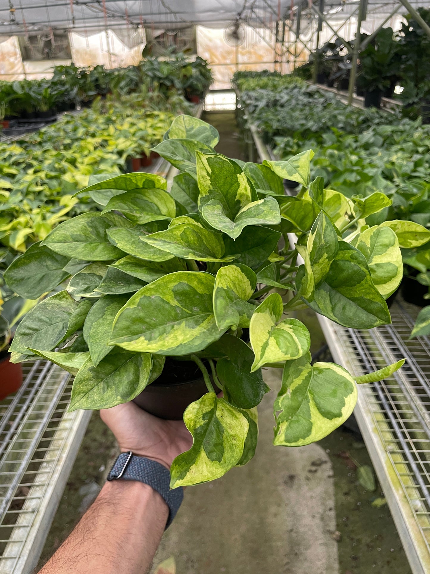 Lemon Meringue Pothos