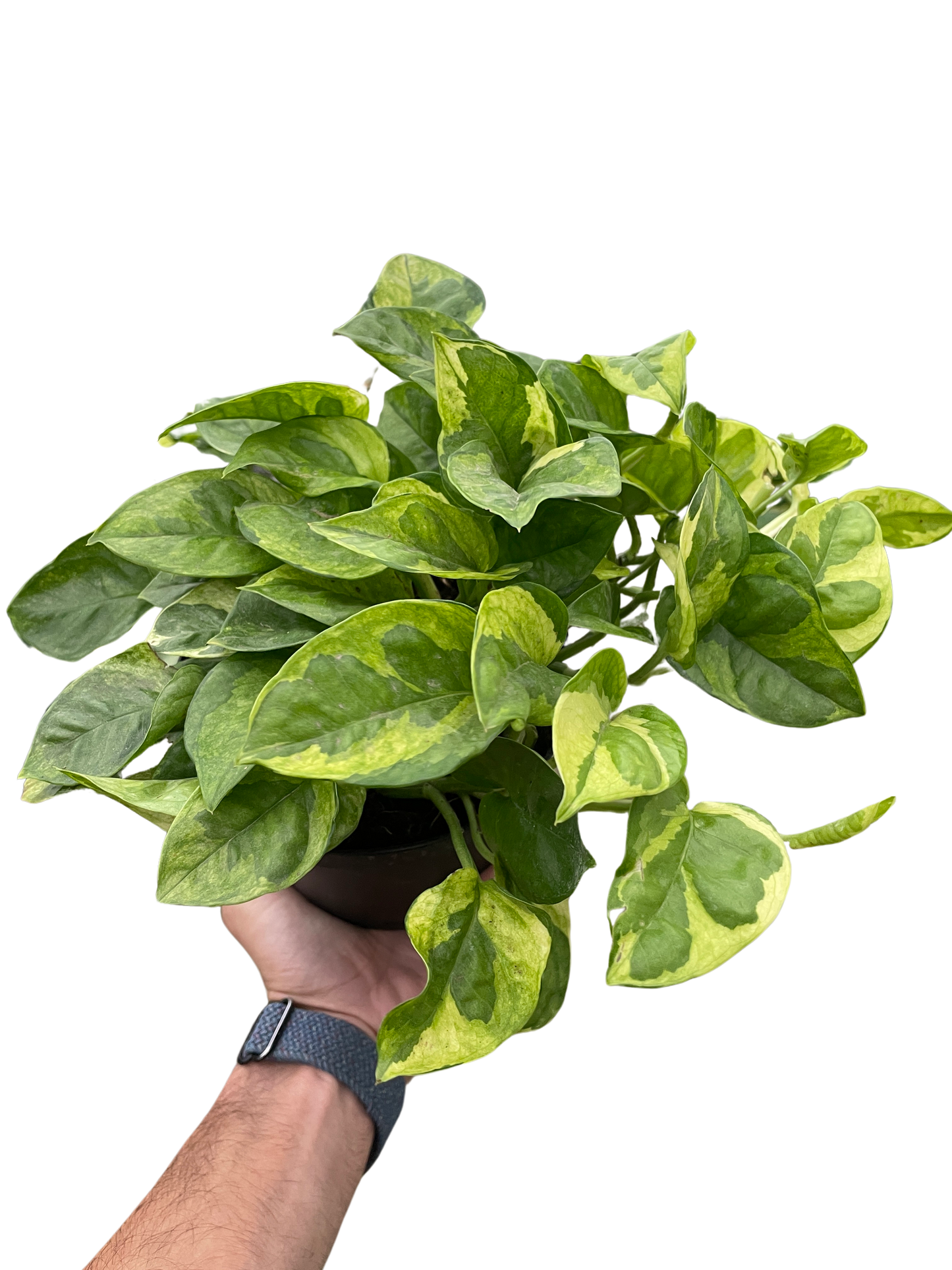 Lemon Meringue Pothos