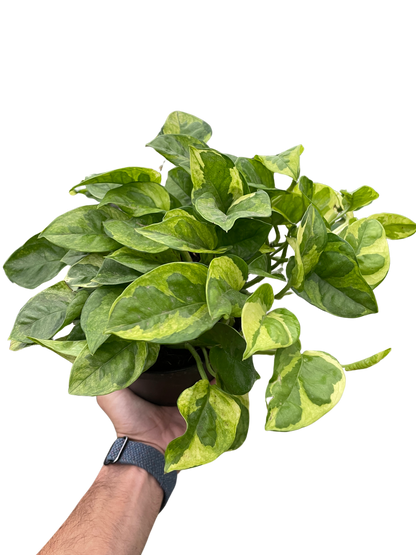 Lemon Meringue Pothos