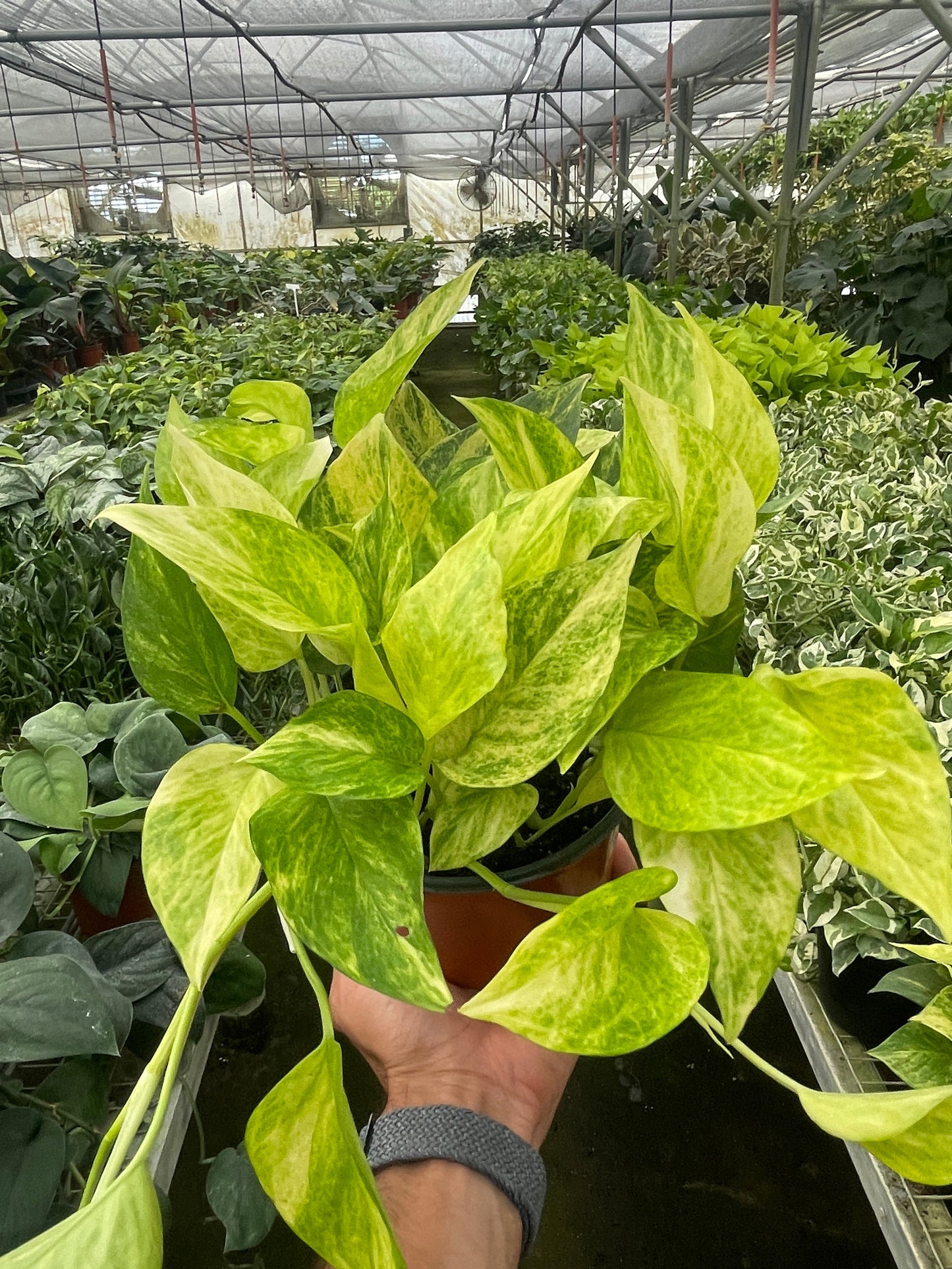 Neon Queen Pothos