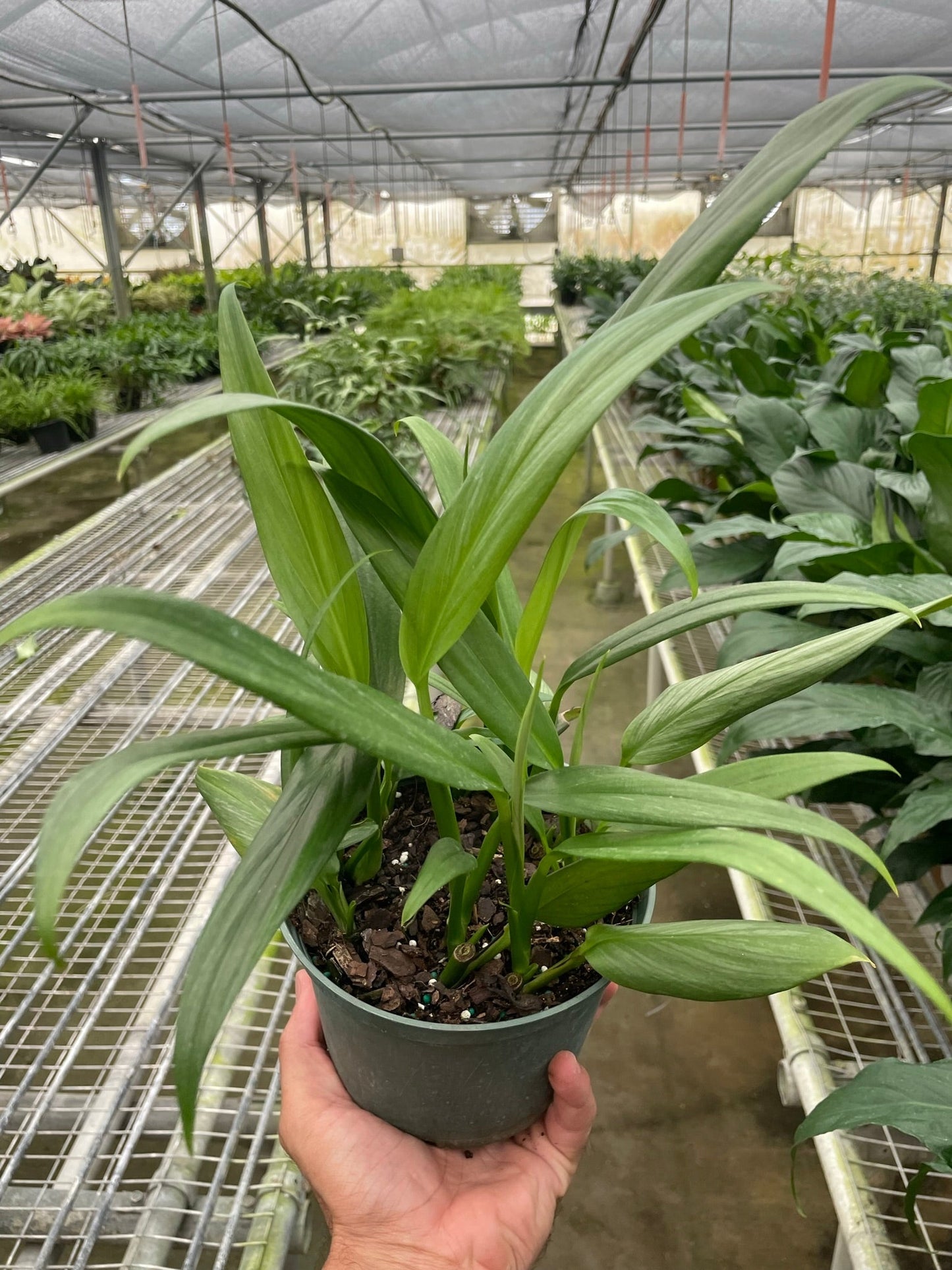 Silver Streak Pothos