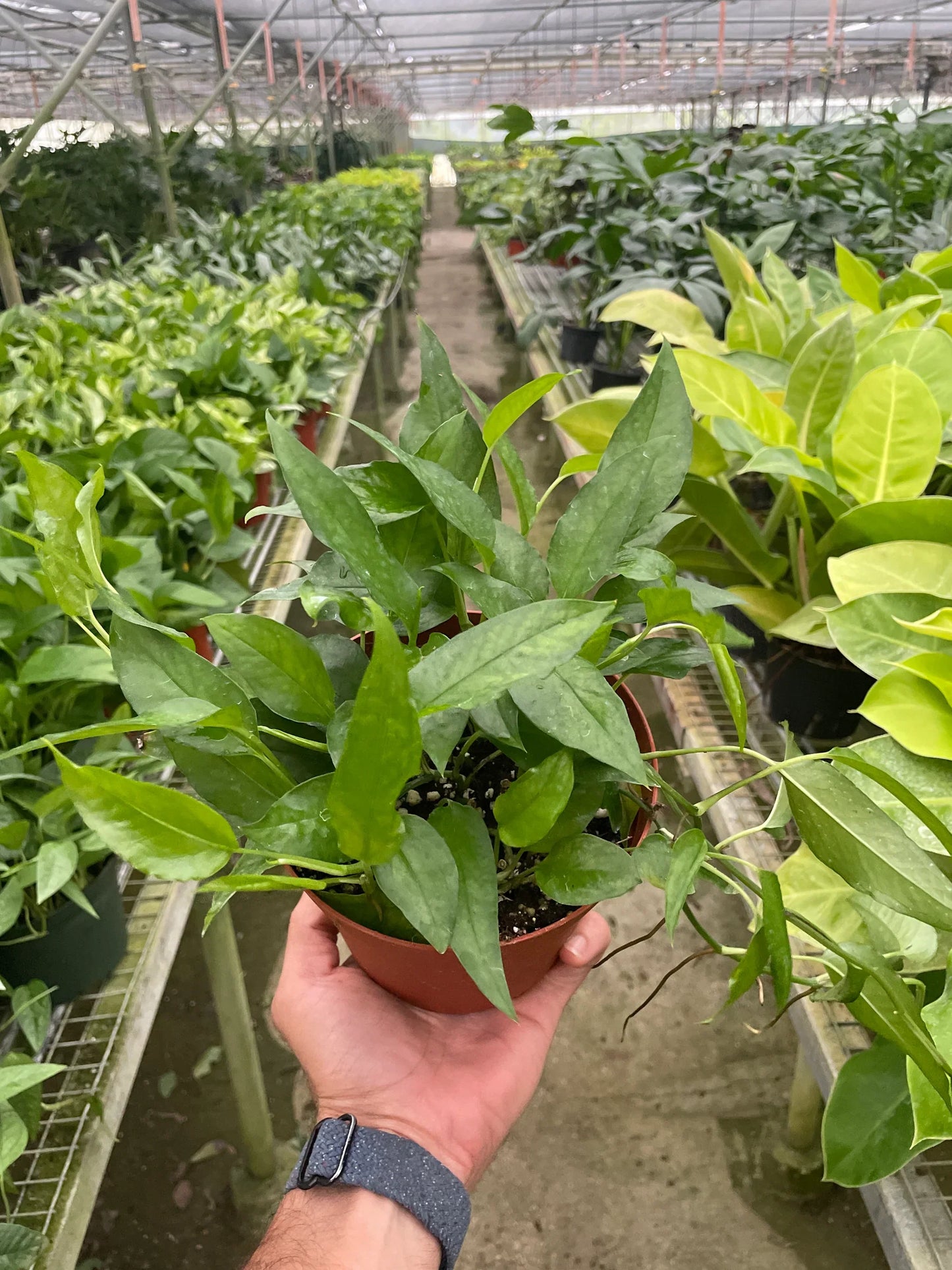 Skeleton Key Pothos