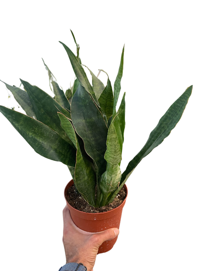 Snake Plant 'Jaboa'