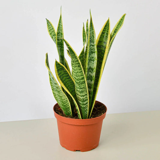 Yucca Snake Yucca Plant Roots: Everything You Need To Know – Cafe Planta