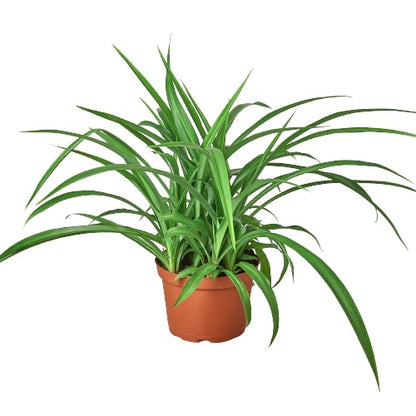 Spider Plant