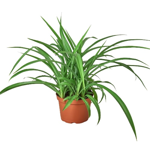 Spider Plant