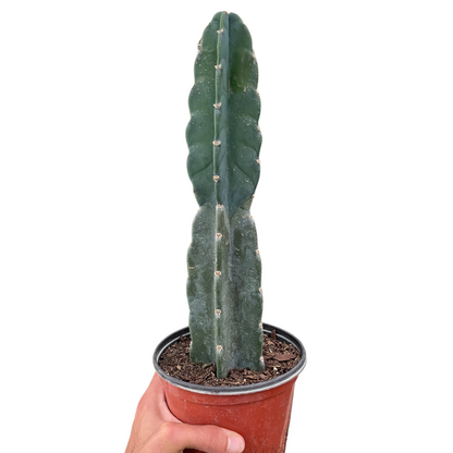 Succulent Cereus Cuddly Cactus