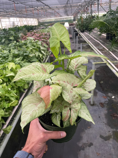 Syngonium 'Confetti'