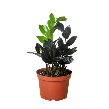 Black Queen ZZ Plant