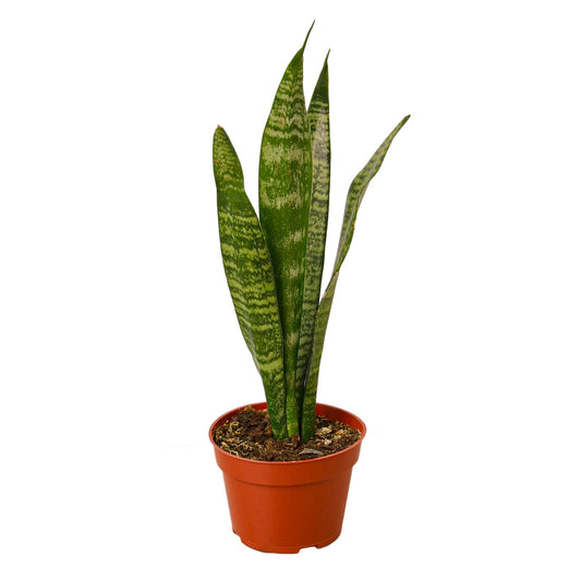 Snake Plant 'Zeylanica'