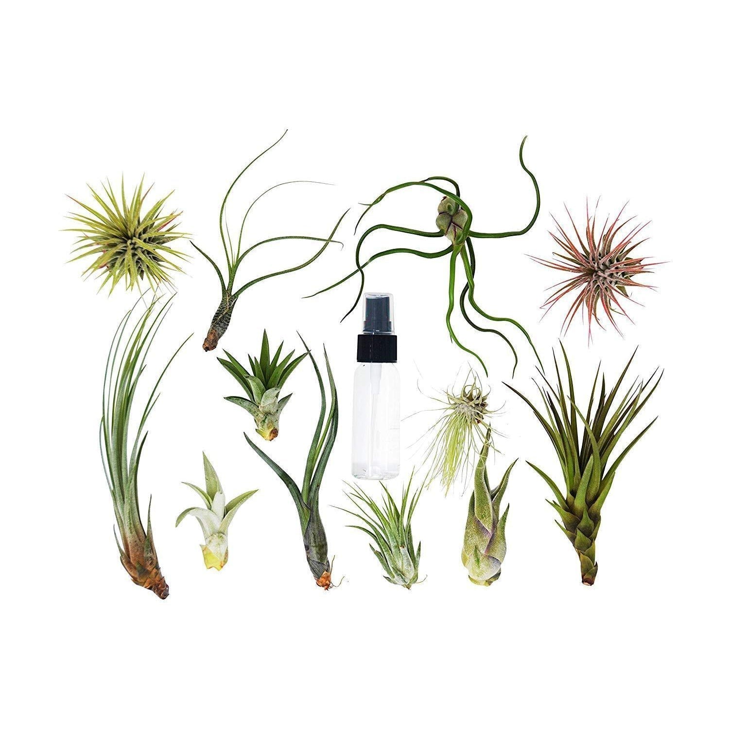 Tillandsia Air Plant Variety w/ Spray - 6 Pack - House Plant Shop