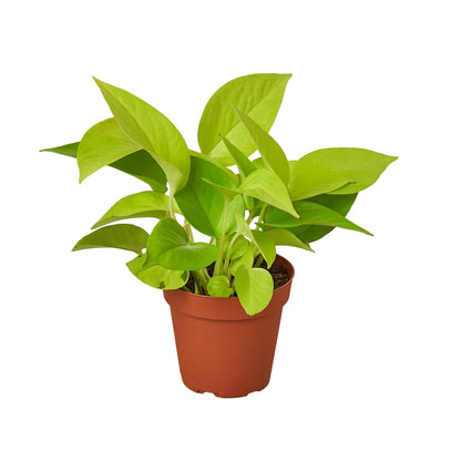 Neon Pothos