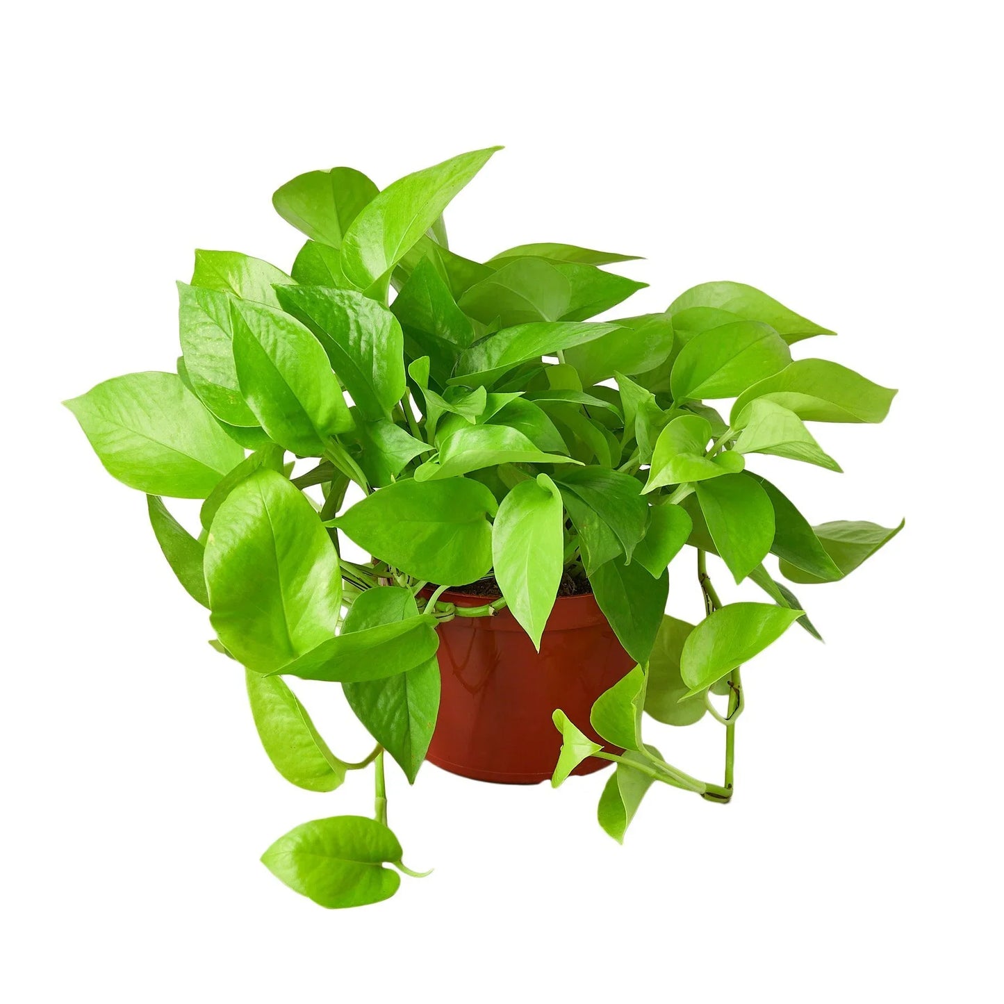 Neon Pothos