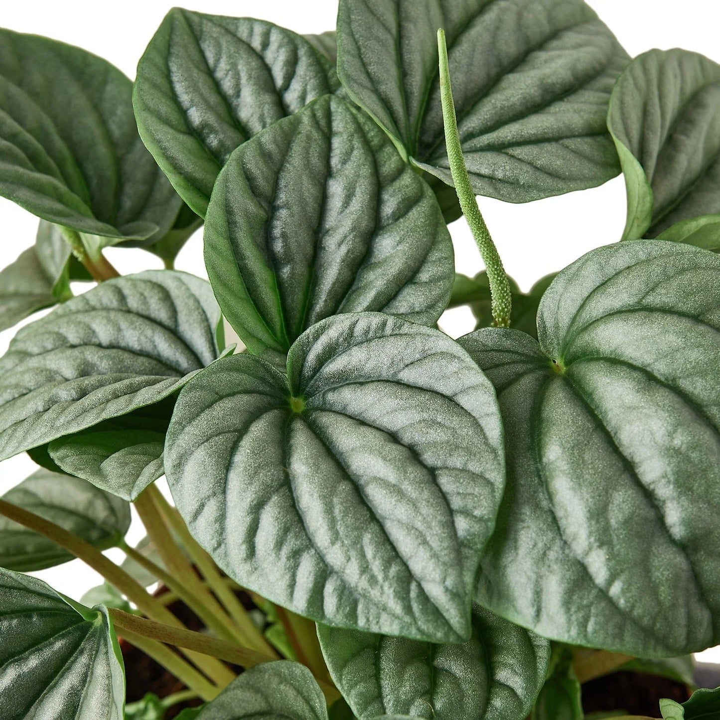 Peperomia Frost