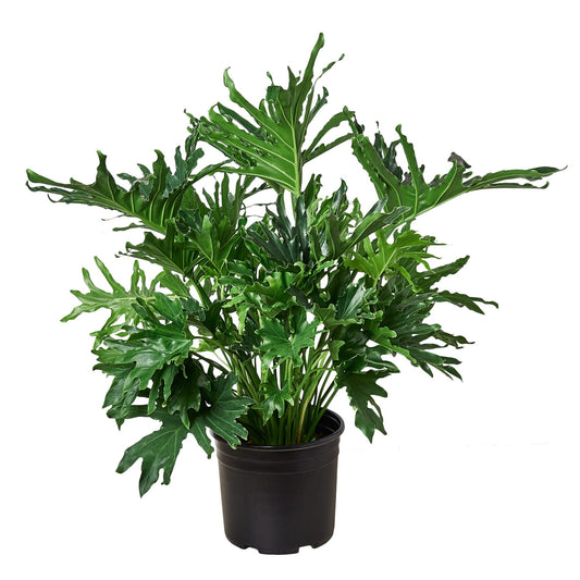 Lickety Split Philodendron