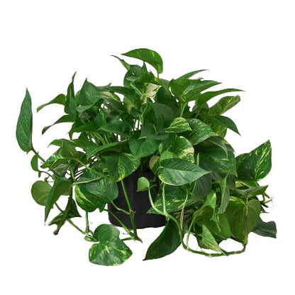 Golden Pothos