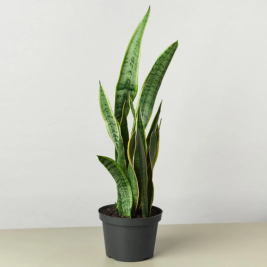 Snake Plant