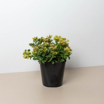 Sedum Little Miss Sunshine