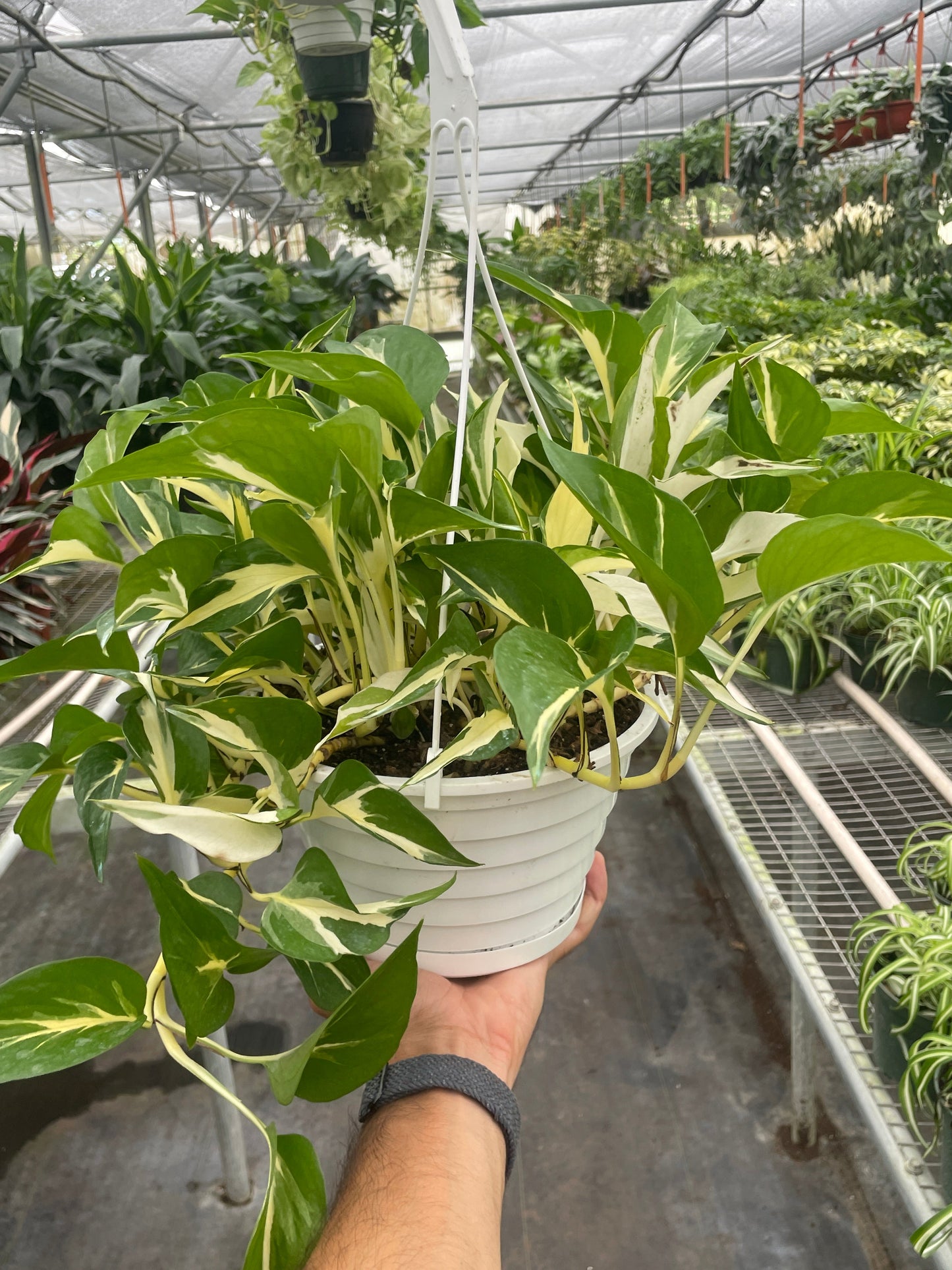 Monstera Mutant Manjula