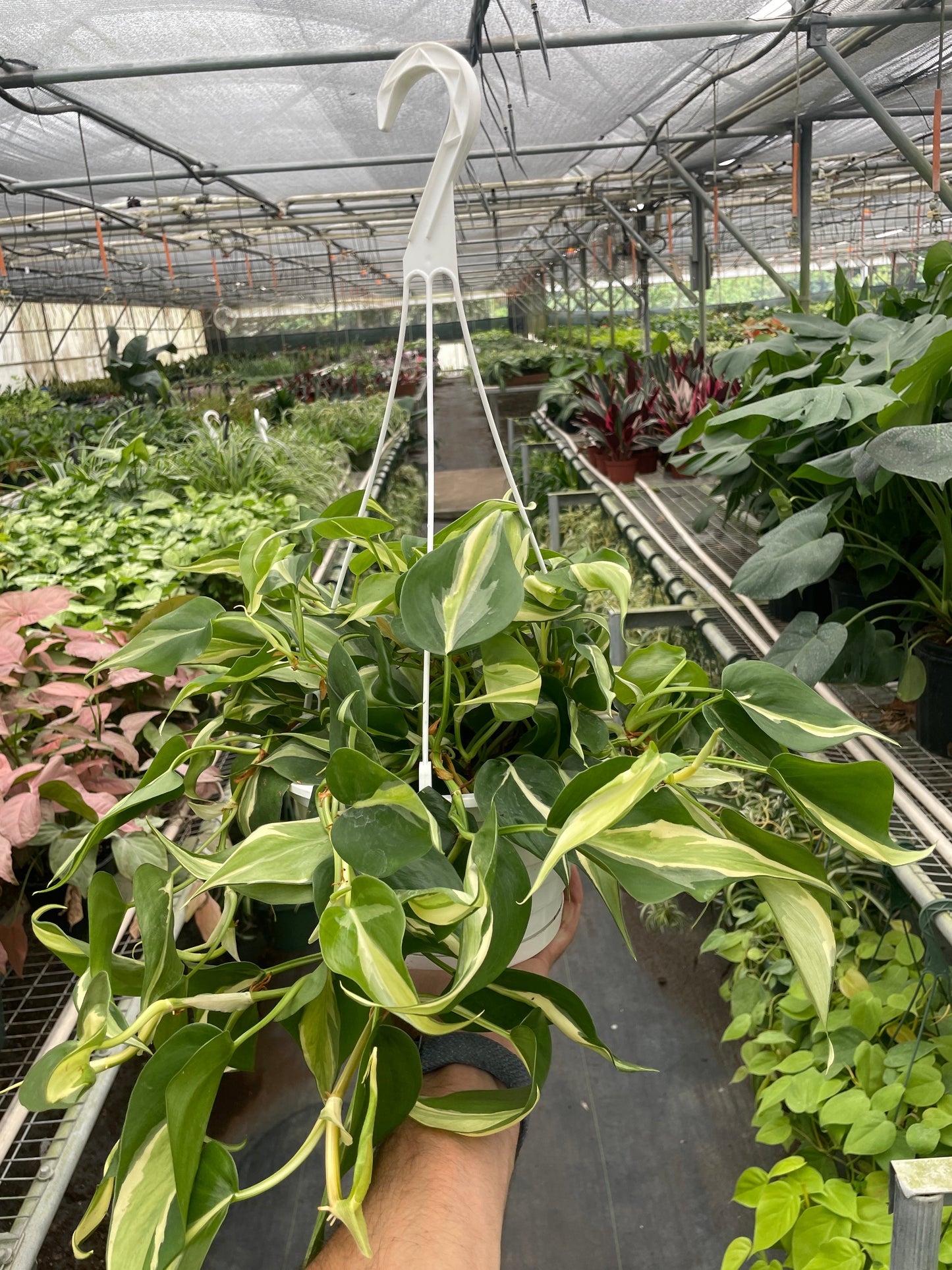 Silver Stripe Philodendron