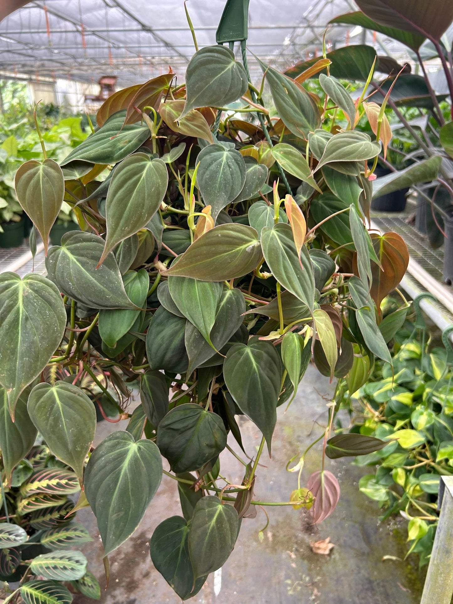 Velvet Leaf Philodendron