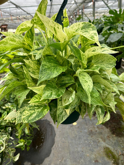 Marble Queen Pothos