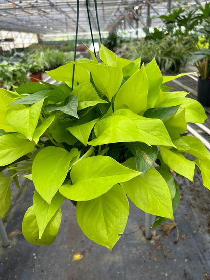 Neon Pothos