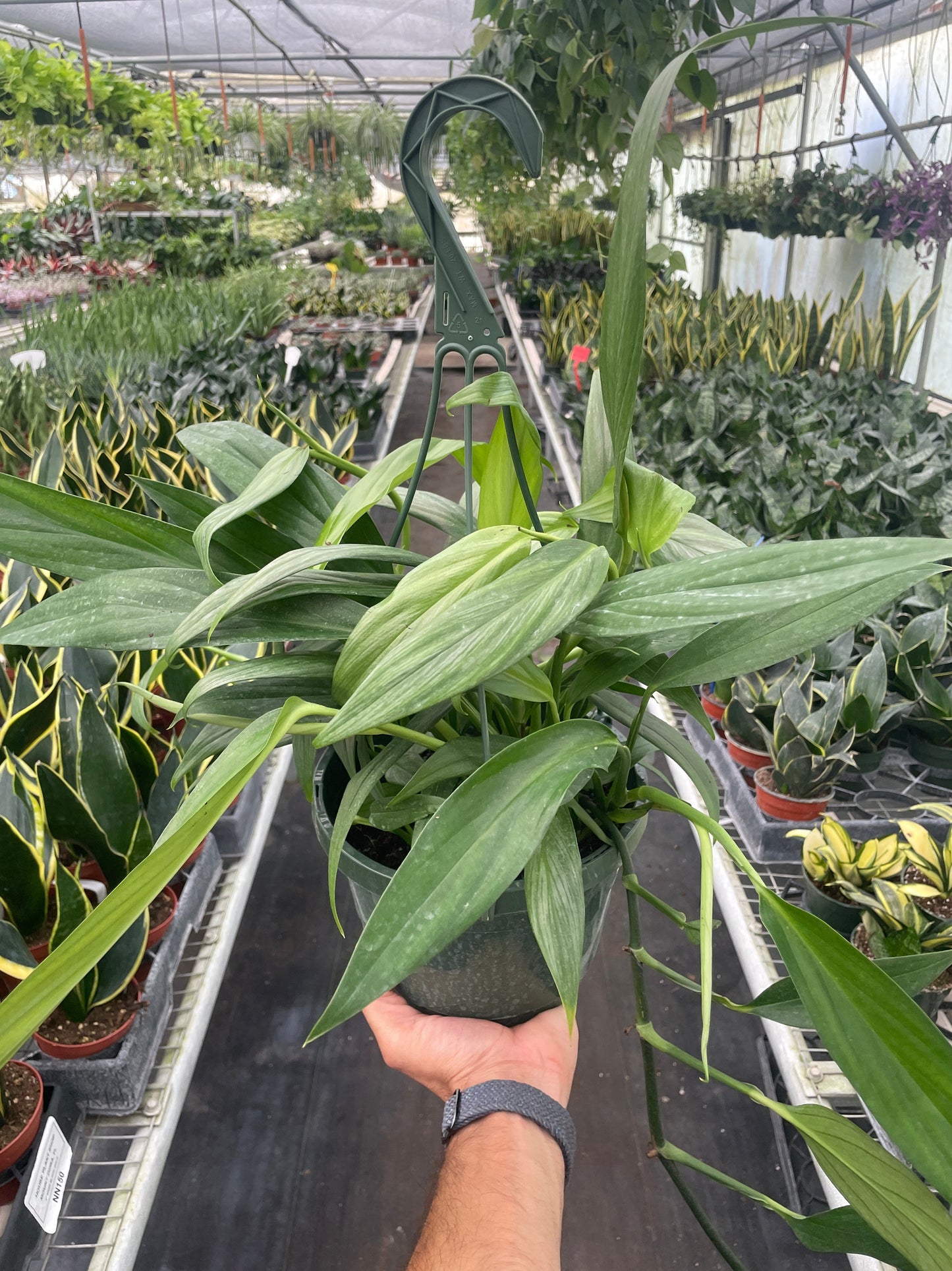 Silver Streak Pothos