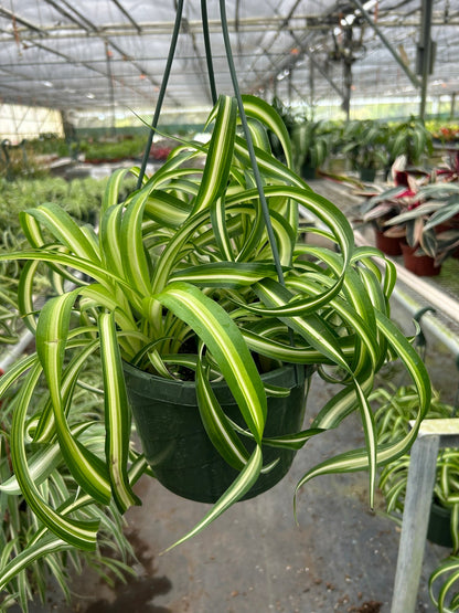 Spider Plant Bonnie