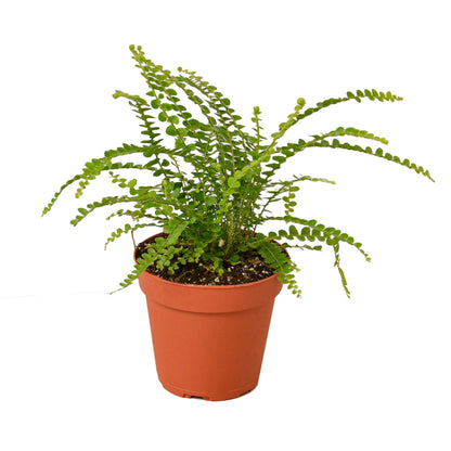 Lemon Button Boston Fern