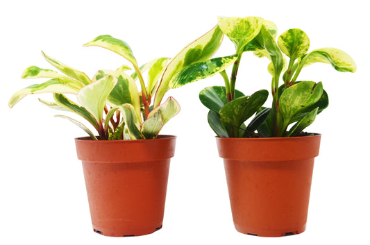 2 Peperomia Plants Variety Pack - 4" Pots