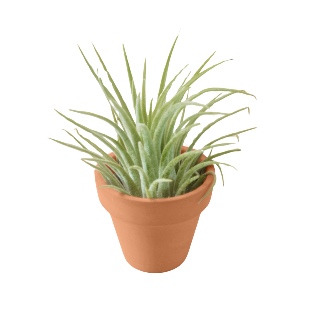 Air Plant with Terra Cotta Pot