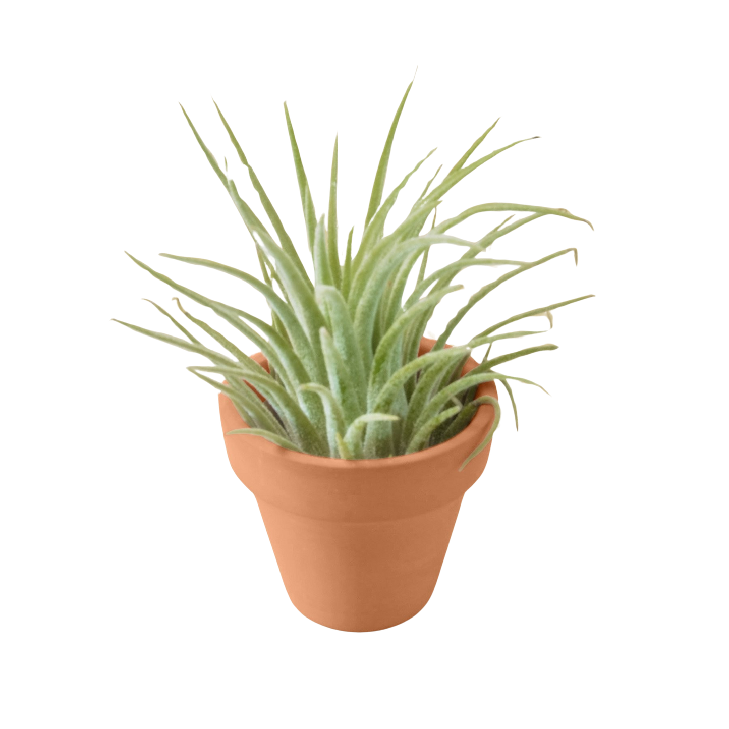 Air Plant with Terra Cotta Pot