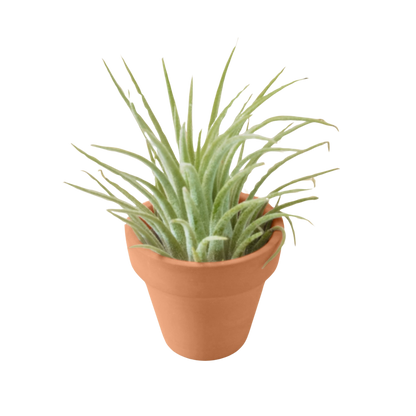 Air Plant with Terra Cotta Pot