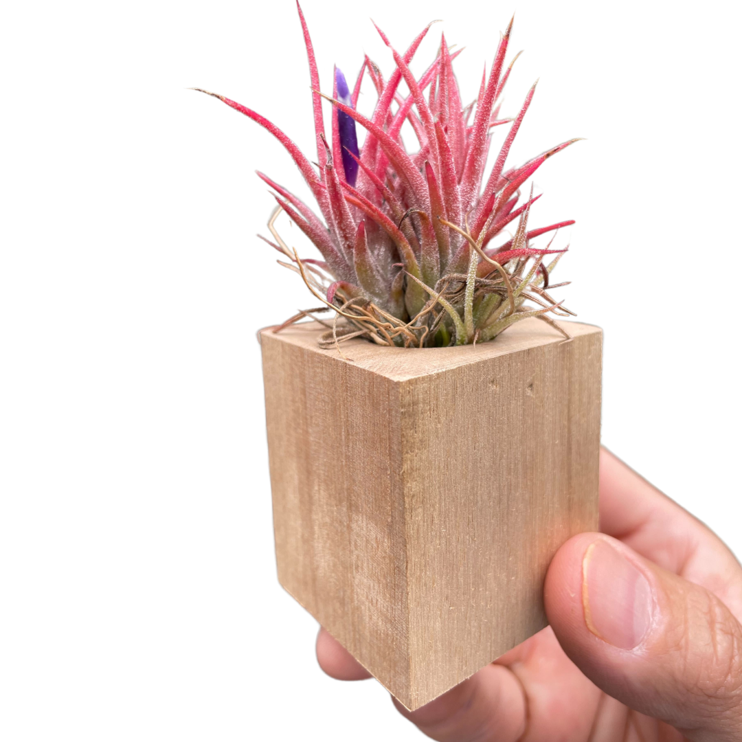 Air Plant in Magnetic Wood Planter