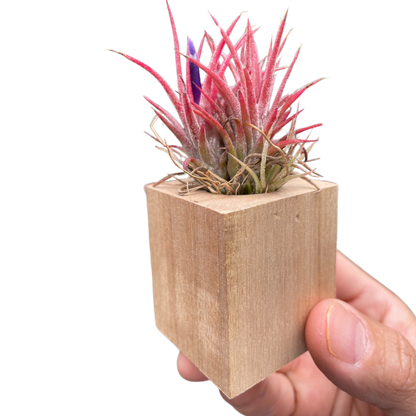 Air Plant in Magnetic Wood Planter