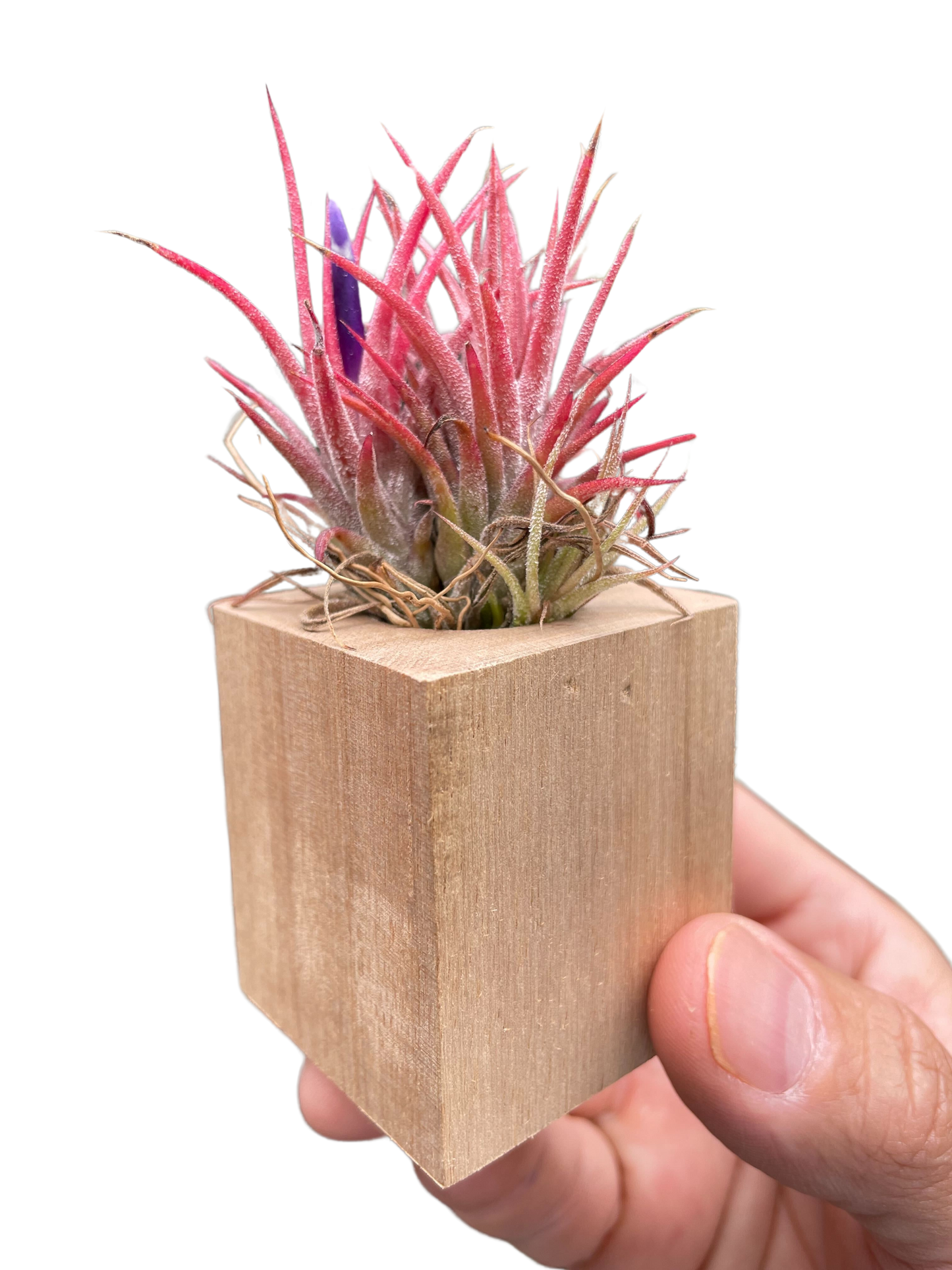 Air Plant in Magnetic Wood Planter