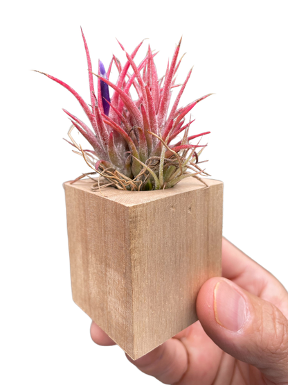 Air Plant in Magnetic Wood Planter