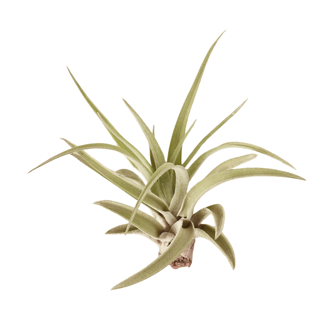 Air Plant Tillandsia Veluntina