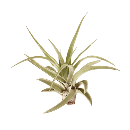 Air Plant Tillandsia Veluntina