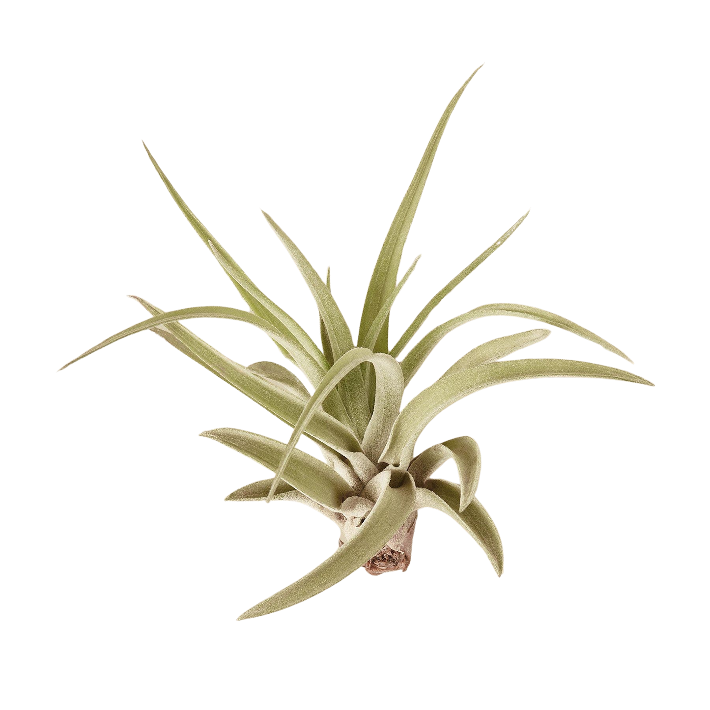 Air Plant Tillandsia Veluntina