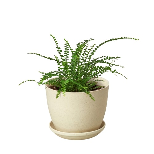 Lemon Button Boston Fern