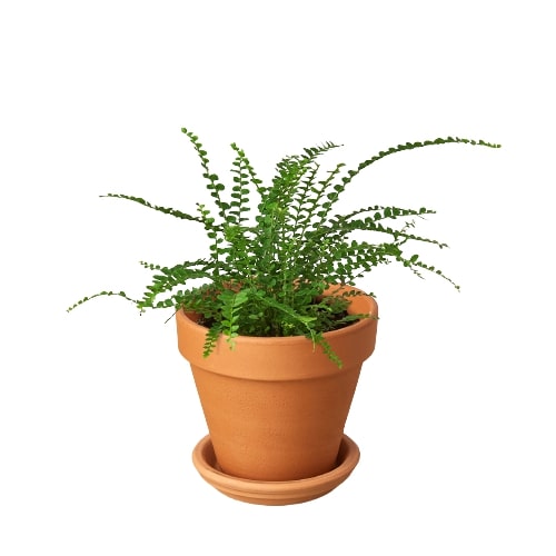 Lemon Button Boston Fern